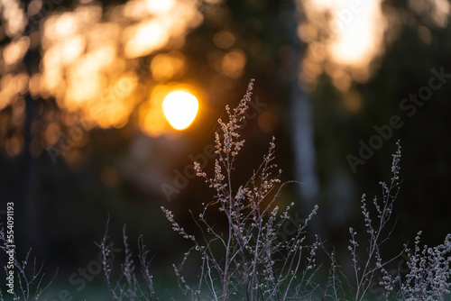 Close-up of flowers, forest and setting sun in the background. Åland Islands, Finland. © Sofie K