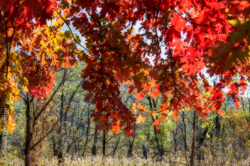 Fall leaves glowing in the sun