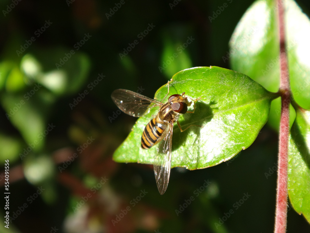 Male marmalade hover fly (Episyrphus balteatus) sitting on a pale blue plumbago flower Male marmalade hover fly (Episyrphus balteatus) sitting on a pale blue plumbago flower