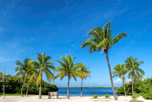 Sunny beach with coco palms and tropical sea in Key Largo beach, Florida.  © lucky-photo