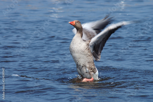 Grauwe Gans, Greylag Goose, Anser anser photo