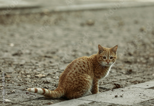 Photography cat