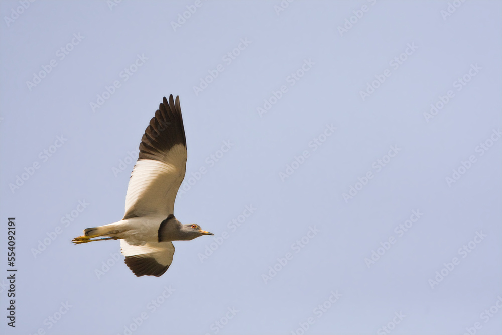Grijskopkievit, Grey-headed lapwing, Vanellus cinereus Grijskopkievit, Grey-headed lapwing, Vanellus cinereus