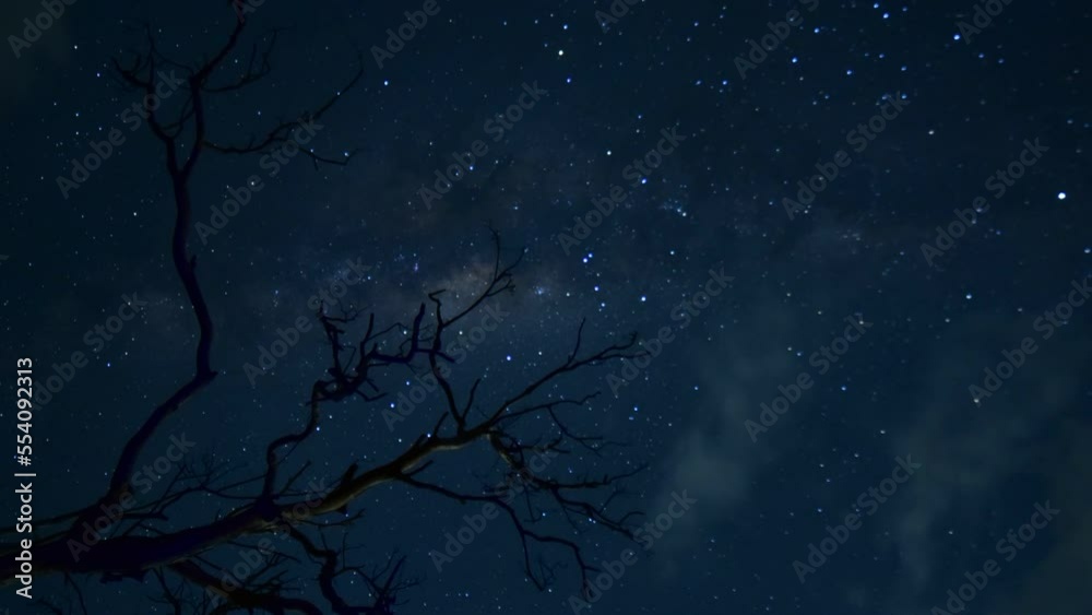 Árbol con fondo la Vía láctea 