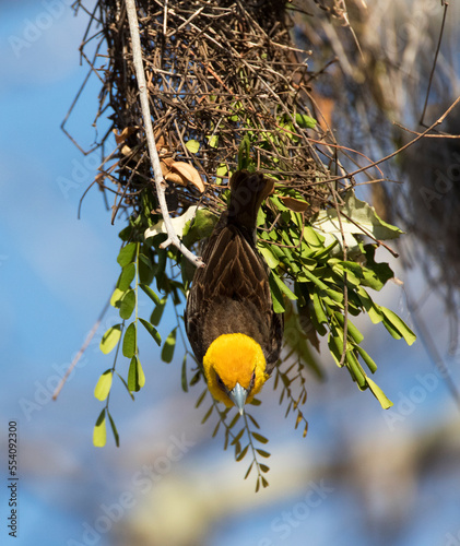 Sakalavawever, Sakalava Weaver, Ploceus sakalava photo