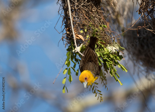 Sakalavawever, Sakalava Weaver, Ploceus sakalava photo