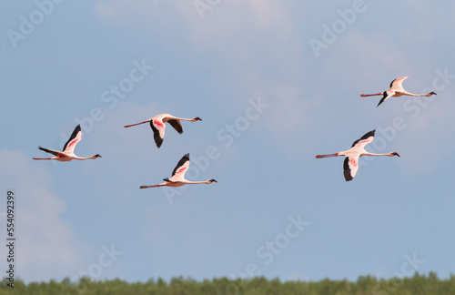 Kleine Flamingo, Lesser Flamingo, Phoeniconaias minor