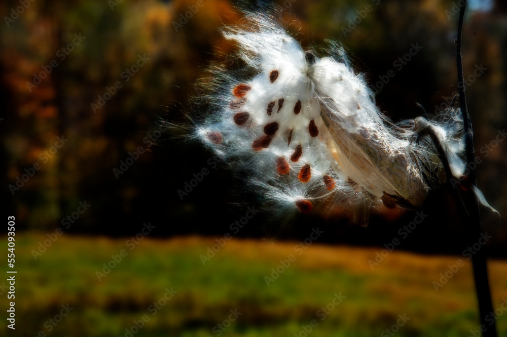 Obraz premium Seeds getting ready to take off