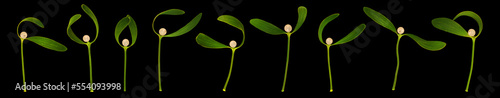 Collection of mistletoe branches with berries. Christmas plants on black background. photo
