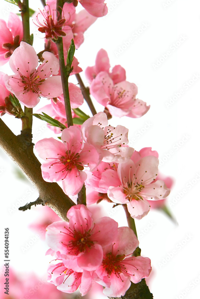 Cherry blossom, sakura flowers isolated on white background