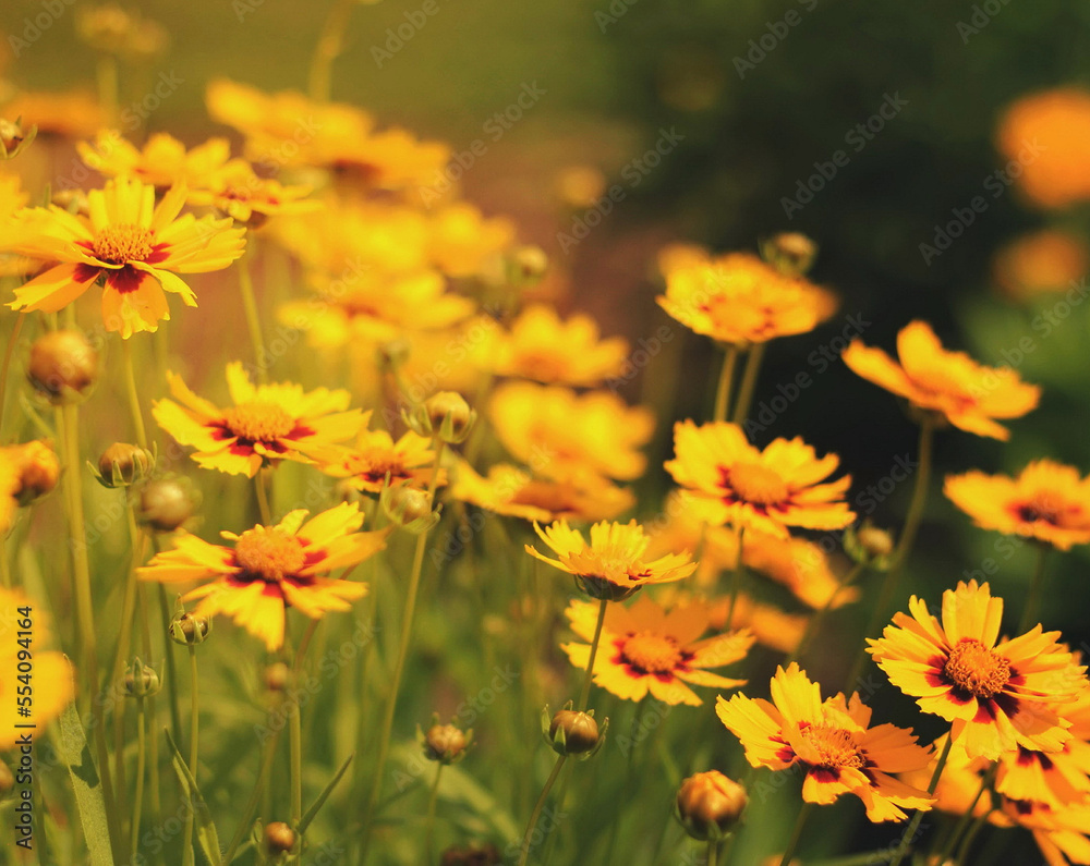Spring background with beautiful yellow flowers Spring background with beautiful yellow flowers