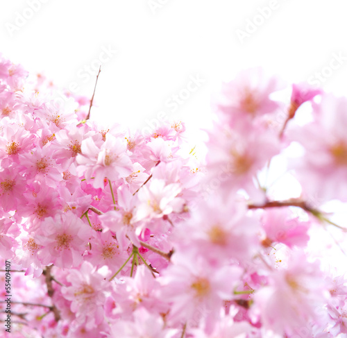 Cherry blossom, sakura flowers isolated on white background © BusinessImage