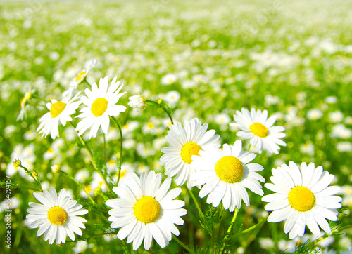 Closed up of Chamomile gardenfield a little yellowish white flowers commonly called German chamomile daisy.One of popular herb.