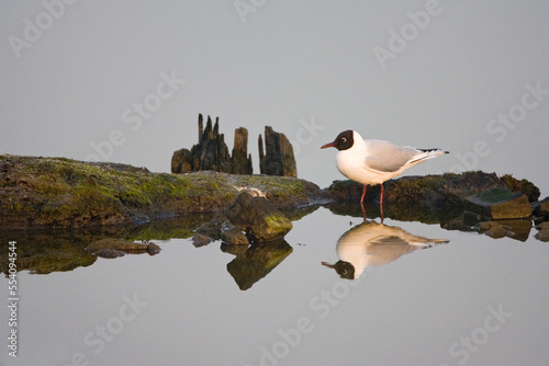 Εκτύπωση καμβά Black-headed Gull, Kokmeeuw, Larus ridibundus