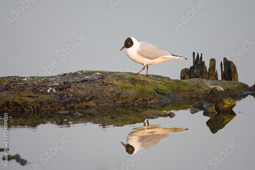 Black-headed Gull, Kokmeeuw, Larus ridibundus