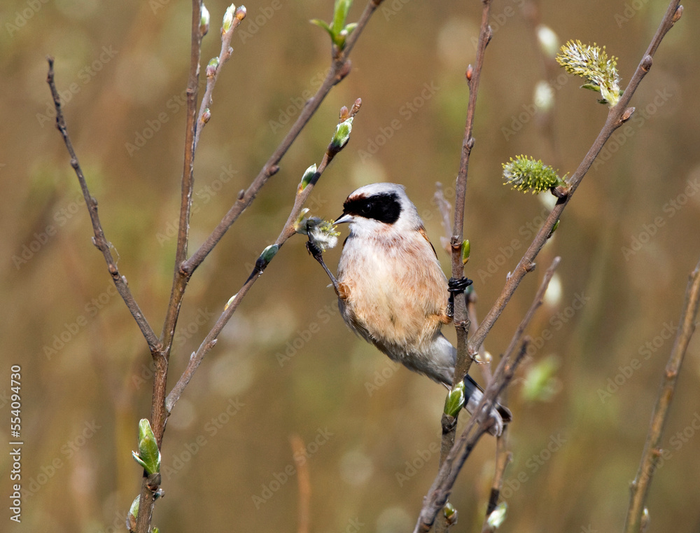 Naklejka premium Buidelmees, Penduline Tit, Remiz pendulinus