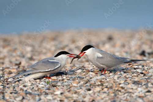 Visdief; Common Tern; Sterna hirundo photo