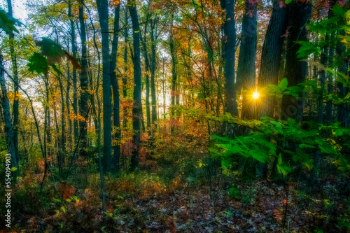 Sun peaking through the woods