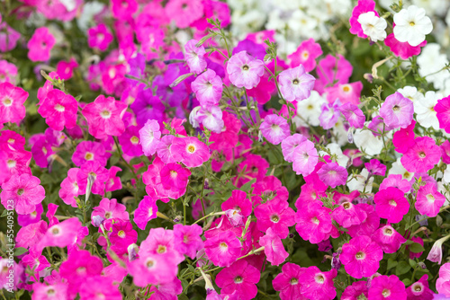 Beautiful petunia flowers. Colorful beauty of nature