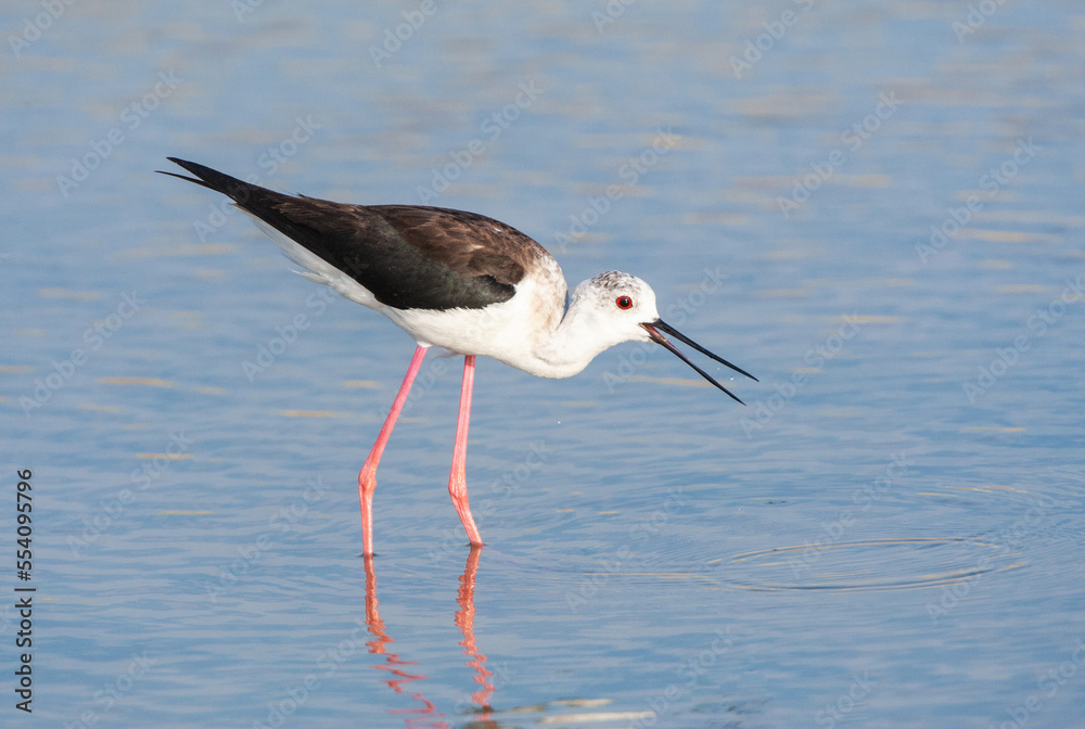 Black-winged Stilt, Himantopus himantopus Black-winged Stilt, Himantopus himantopus