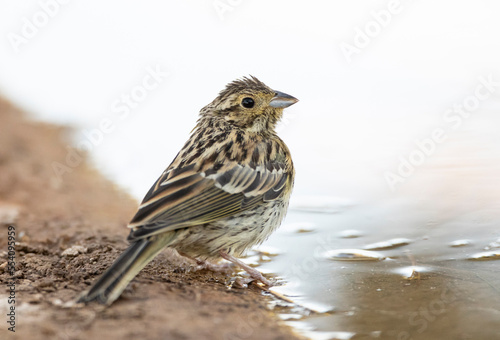 Cirlgors, Cirl Bunting, Emberiza cirlus photo