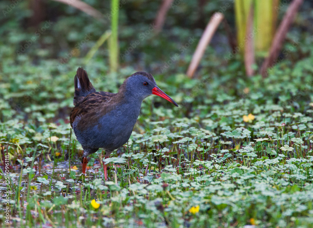 Bogotáwaterral, Bogota Rail, Rallus semiplumbeus Bogotáwaterral, Bogota Rail, Rallus semiplumbeus