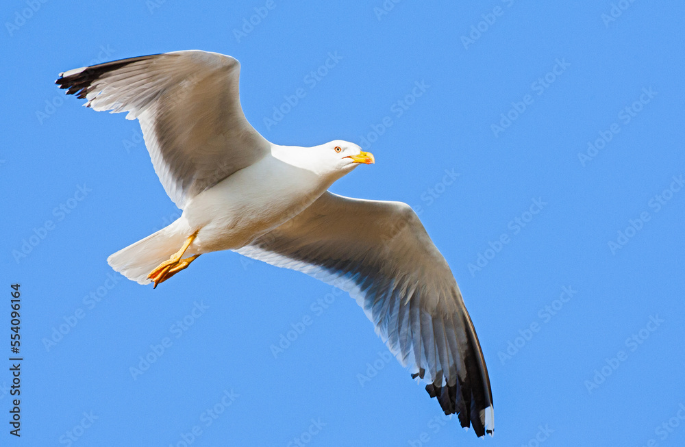 Obraz premium Yellow-legged Gull, Larus michahellis michahellis