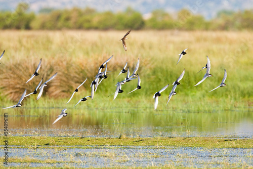 Witwangstern & Witvleugelstern; Whiskered Tern and White-winged Tern photo