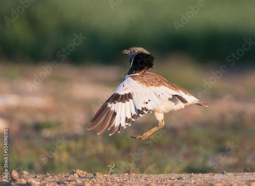 Kleine Trap, Little Bustard, Tetrax tetrax photo