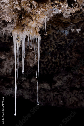 Snottites are a biofilm of single-celled extremophilic bacteria which hang down from the walls and ceilings of Cueva de Villa Luz.; Tabasco State, Mexico. photo