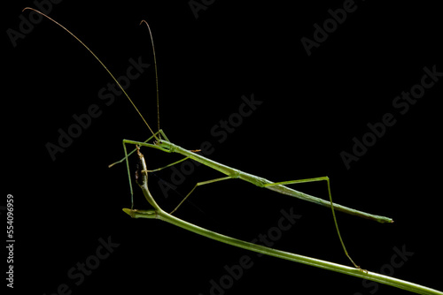 A green stick insect, Acacus sapuani, imitating the stick it is standing on.; Gunung Mulu National Park, Sarawak, Borneo, Malaysia. photo