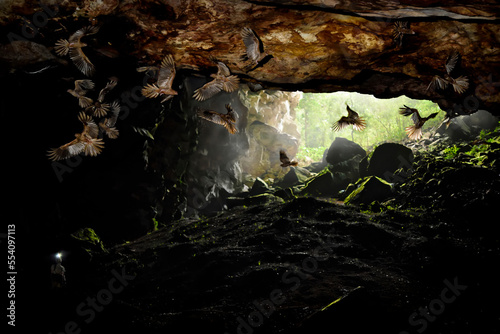 Birds nest in underground caves.; Gran Sabana, Venezuela. photo