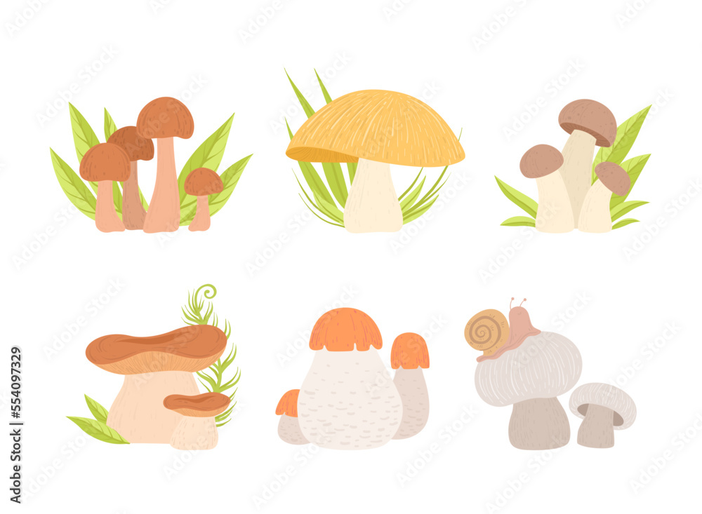 Forest Mushrooms with Stem and Cap Growing in Green Grass Vector Set
