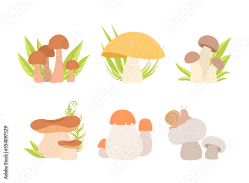 Forest Mushrooms with Stem and Cap Growing in Green Grass Vector Set