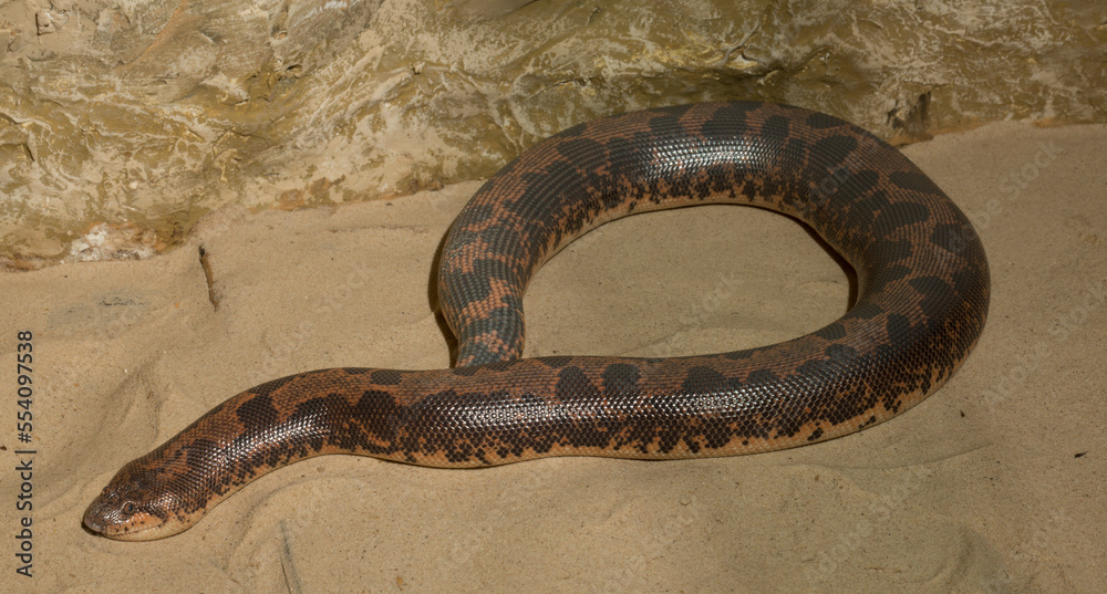 Fototapeta premium Eryx colubrinus, the Egyptian or Kenyan sand boa is a species of snake in the family Boidae.