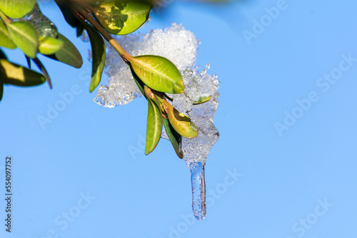 Icicle on green leaves of boxwood against the blue sky. Close up.
