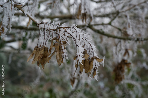 Brown sycamore seeds and icicles: a winter frost
