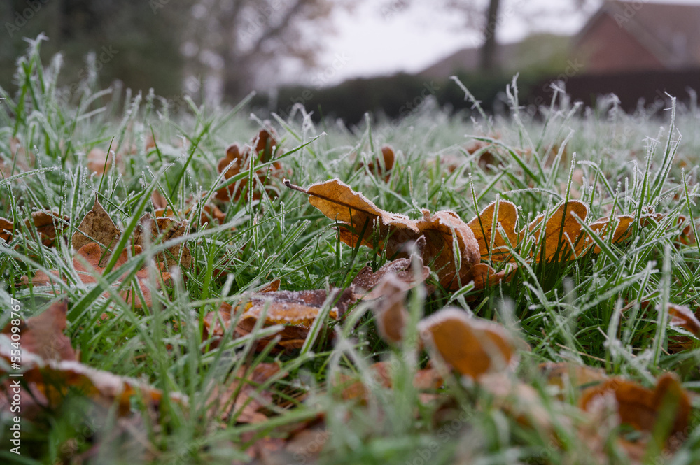 Frosty brown leaves in an icy green lawn Frosty brown leaves in an icy green lawn