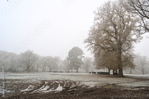 Tree lined field on a frosty, cold winter's day