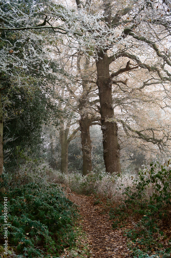 Fototapeta premium Winter woodland footpath: ice and frost in the trees