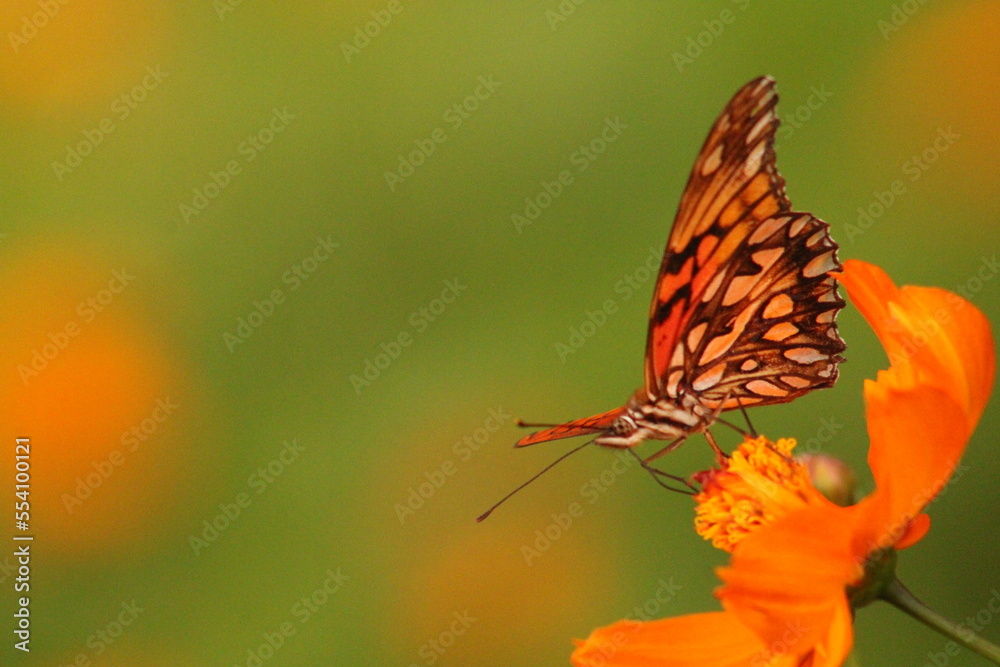 Obraz premium Borboleta