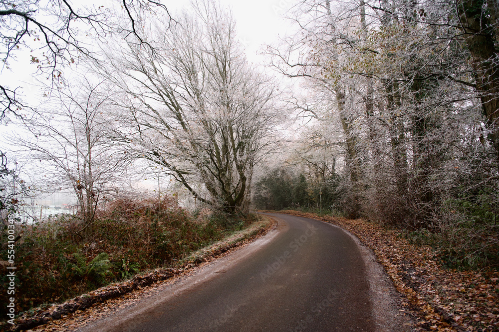 Countryside narrow road with white winter trees and crisp fallen leaves Countryside narrow road with white winter trees and crisp fallen leaves