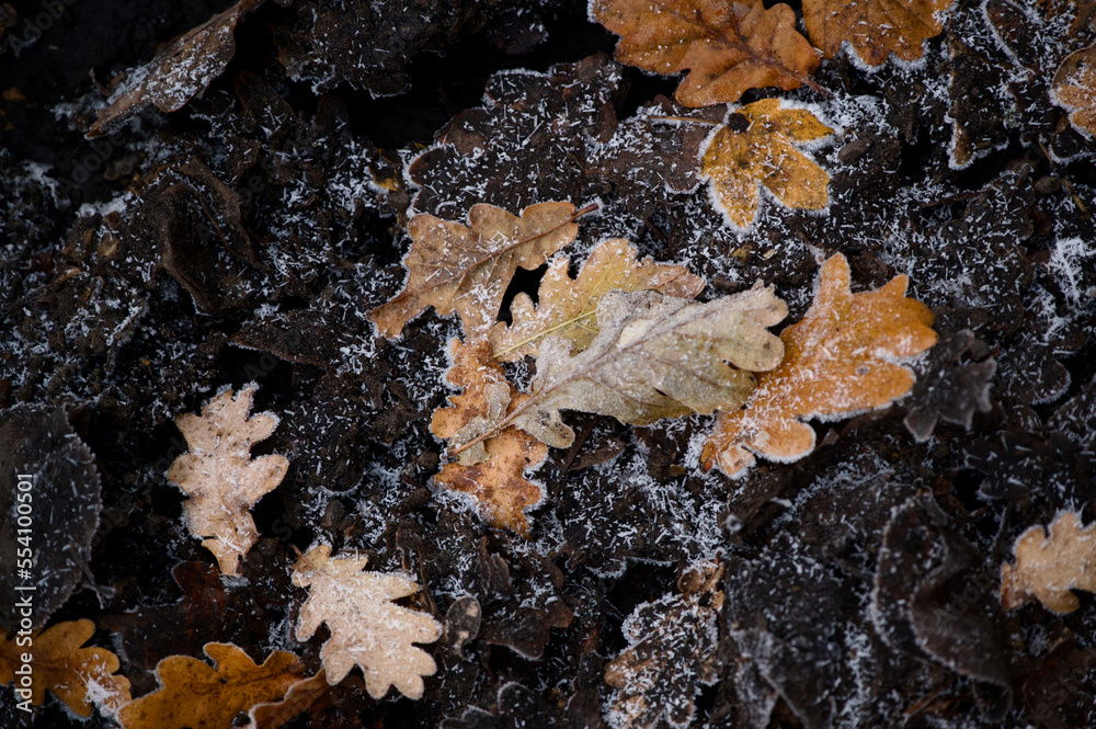 Fallen autumn oak leaves on muddy winter ground