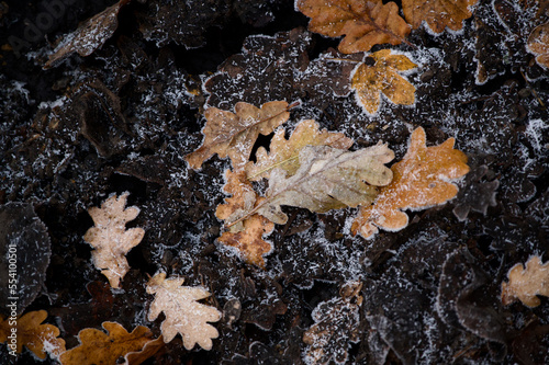 Fallen autumn oak leaves on muddy winter ground