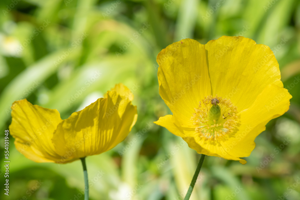 Close up of Welsh poppy (papaver cambricum) flowers in bloom Close up of Welsh poppy (papaver cambricum) flowers in bloom