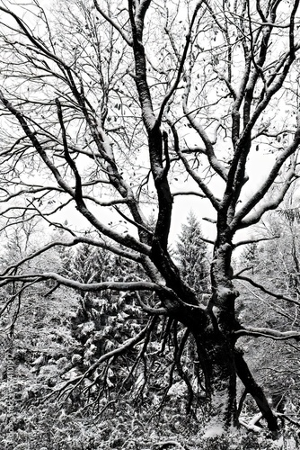 Eifel - Hohes Venn - Winter Impressionen