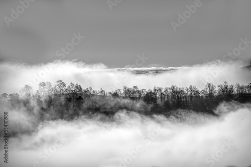 Trees surrounded by clouds