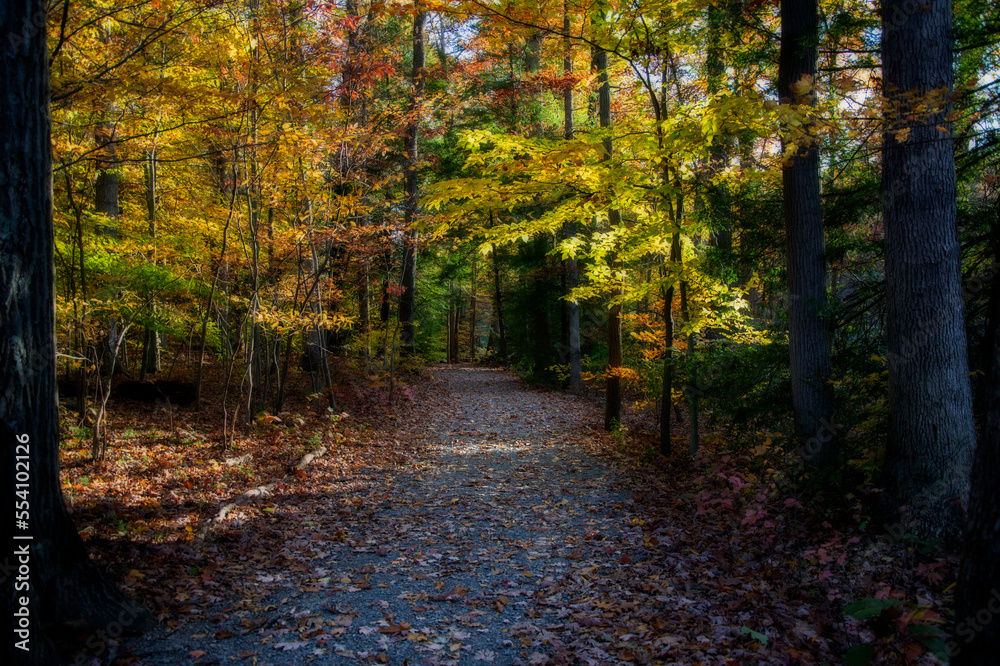 Trail in the fall with chnaging of the leaves color