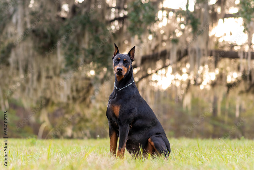 Doberman Pinscher outdoors at a park. beautiful female dobie outside at sunset. Small crop ears with chain. Black and rust, tan dog outside. purebred dog portrait. Doberman Pinscher outdoors at a park. beautiful female dobie outside at sunset. Small crop ears with chain. Black and rust, tan dog outside. purebred dog portrait.