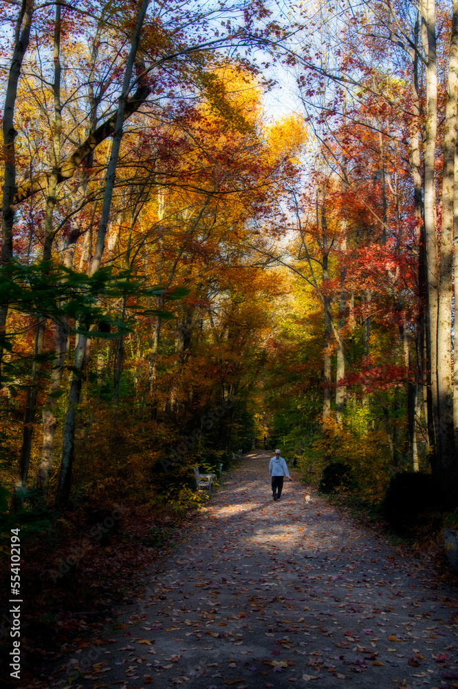 Obraz premium Walking the dog in the fall